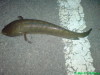 IKAN HARUAN