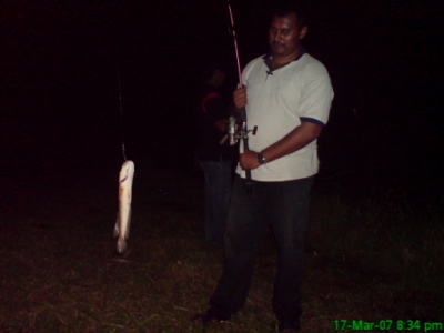 IKAN HARUAN