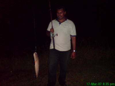 IKAN HARUAN
