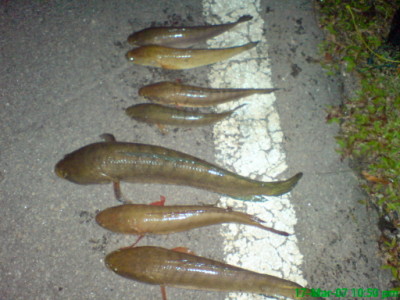 IKAN HARUAN