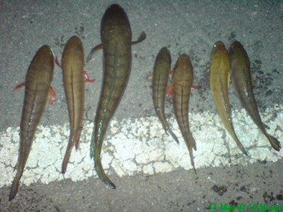 IKAN HARUAN